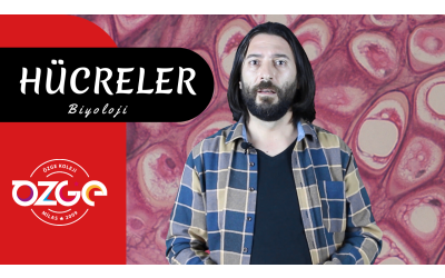 Hücreler